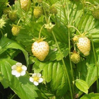 20 เมล็ด white wild strawberry เมล็ดสตอเบอร์รี่ ของแท้ 100% สตรอเบอร์รี่ สตอเบอรี สตอเบอรี่ อัตรางอกสูง 70-80% Strawberry seeds มีคู่มือวิธีปลูก