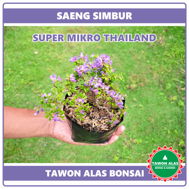Saeng Simbur Thailand Vietnam Super Mikro - Tanaman Bonsai | Lazada ...