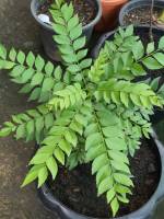 ต้น curry leaves plant curry leaf plant เคอร์รี่ลีฟ ใบแกง ใบหมุย ใบกะหรี่ ใบหอมแขก