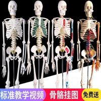 45 85 170 cm human adult white skeleton skeleton skeleton model human body model teaching vertebral body