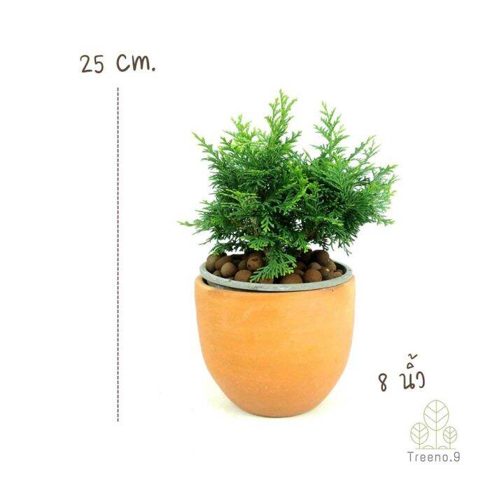 woww-สุดคุ้ม-t307-สนฮิโนกิแบบพุ่ม-hinoki-cypress-กระถาง-6-นิ้ว-สูง-20-25-cm-ต้นไม้ประดับแนวญี่ปุ่น-นำไปดัดเป็นสนบอนไซก็ได้-ราคาโปร-พรรณ-ไม้-น้ำ-พรรณ-ไม้-ทุก-ชนิด-พรรณ-ไม้-น้ำ-สวยงาม-พรรณ-ไม้-มงคล