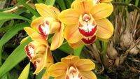 30 เมล็ดพันธุ์ เมล็ดกล้วยไม้ กล้วยไม้ ซิมบิเดียม (Cymbidium Orchids) Orchid flower seeds อัตราการงอก 80-85%