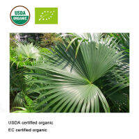 Pure Saw Palmetto Extract Powder 20:1,Preventing hair loss contributes to prostate health and reduces inflammation