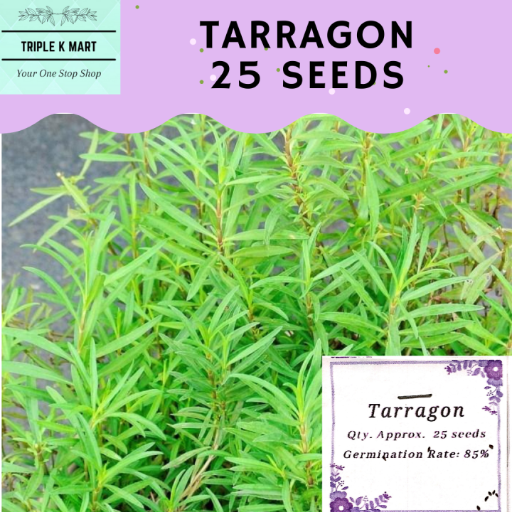 Tarragon Herb Seeds for planting and gardening Lazada PH