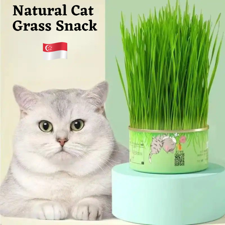 [SG Stock]Grow your Cats organic grass/ Cat Grass Seed/ Cat Easy Grow Cat Grass Kit Lazada