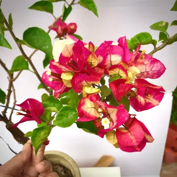 Cây hoa giấy 2 màu nhưng cách trồng và chăm sóc như thế nào?