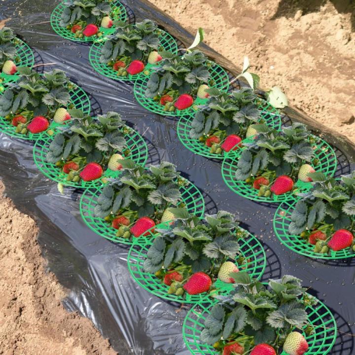 wdclever-สนับสนุนสตรอเบอร์รี่ทำสวนปลูกพืชยืนสำหรับสตรอเบอร์รี่บ้านฟาร์ม
