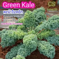 เมล็ดพันธุ์ Kale คะน้าใบหยิก จำนวน 80-100 เมล็ด เมล็ดผักสวนครัว อัตราการงอก 90% ขึ้น พร้อมคำแนะนำการเพาะเมล็ด ทดลองปลูกตามรูป