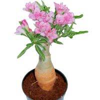 12 เมล็ด เมล็ดพันธุ์ ชวนชม สายพันธุ์ไต้หวัน ดอกสีชมพู Adenium seed กุหลาบทะเลทราย Desert Rose ราชินีบอนไซ เปอร์เซ็นต์การงอก 80-90%