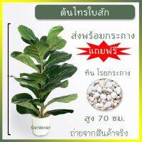 ?สินค้าขายดี? [กระถางดำ]ต้นไม้ปลอม ไทรใบสัก ต้นไทรใบสักปลอม เสมือนจริง 70 ซม.ส่งพร้อมกระถาง แถมฟรี หิน โรยกระถาง