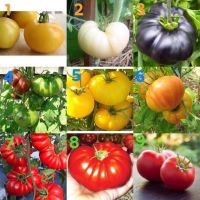 เมล็ดพันธุ์ มะเขือเทศ (Tomato Seed) มีให้เลือก 9 ชนิด จำนวนเมล็ดระบุที่รายละเอียดค่ะ