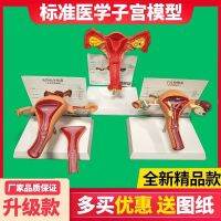 Uterine model AIDS human uterine reproduction mould medical students medical module implement cognitive genital women