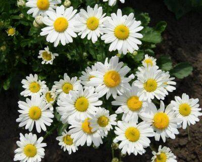 เมล็ดพันธุ์ Chrysanthemum leucanthemum ox eye daisy white breeze 100 เมล็ด เมล็ดพันธุ์นำเข้าจากอังกฤษ