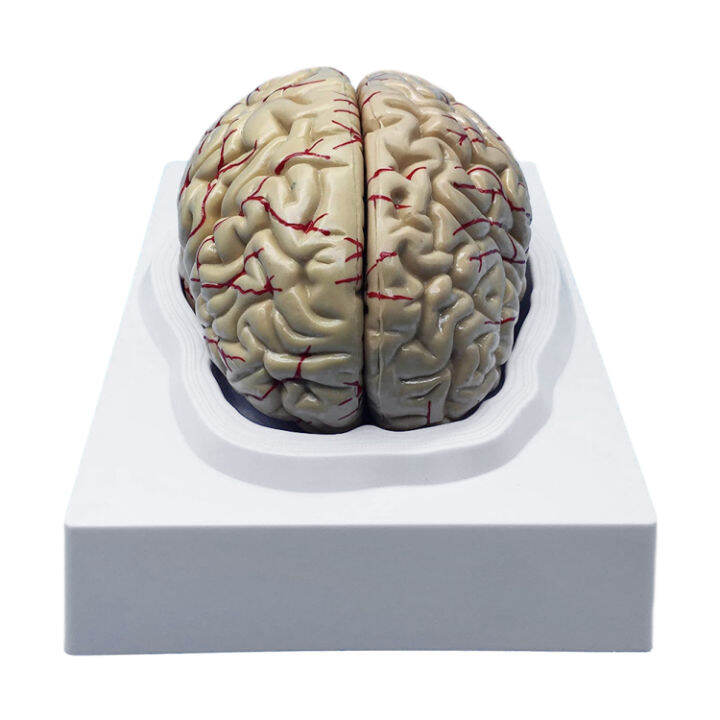Brain Model for Teaching Anatomically Accurate Brain Model Realistic