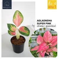 ( Pro+++ )++ อโกลนีมา ซุปเปอร์พิงค์ (Aglonema Super Pink) ต้นเล็กสูง 10 - 15 ซม (ซื้อ 4 แถม 1 ) #แก้วกาญจนา #สุขสมใจปอง ราคาดี ต้นไม้ ฟอก อากาศ กระถาง ต้นไม้ ไม้ ประดับ ต้นไม้ ปลูก ใน บ้าน