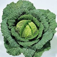 Savoy cabbage (300 seeds) กะหล่ำปลี ซาวอย (300 เมล็ด)