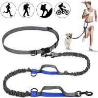 ❡♘ 2022 New Reflective Leash Traction Rope Pet Dog Running Belt Elastic Hands Freely Jogging Pull Dog Leash Metal D ring Leashes