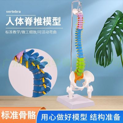 Color 45 cm spine model with the human body vertebra pelvis human body skeleton model femoral hanging soft lumbar spine