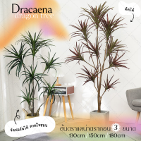 Inspy ต้น Dracaena Dragon Tree 130cm / 150cm / 180cm ต้นดราแคนนา ต้นไม้ปลอม แต่งบ้าน คาเฟ่ ✅พร้อมส่งจากไทย