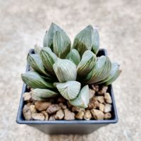 โปรแรง พร้อมส่ง!!ฮาโวเทีย Haworthia obtusa hybridCupid จัดส่งแบบล้างราก เก็บเงินปลายทาง