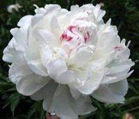 20 เมล็ด เมล็ดโบตั๋น ดอกโบตั๋น ดอกพีโอนี (Peony) สีขาว White Peony ดอกไม้นี้​เป็นสัญลักษณ์ของความมั่งคั่งร่ำรวย ความซื่อสัตย์ อัตรางอก 70-80%