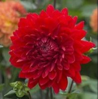 1 หัว/ออเดอร์ รักเร่ Dahlia สายพันธุ์ GARDEN WONDER หัวรักเร่ ดอกไม้ หัวหน่อ เหง้า นำเข้า เนเธอร์แลน หัวสดใหม่