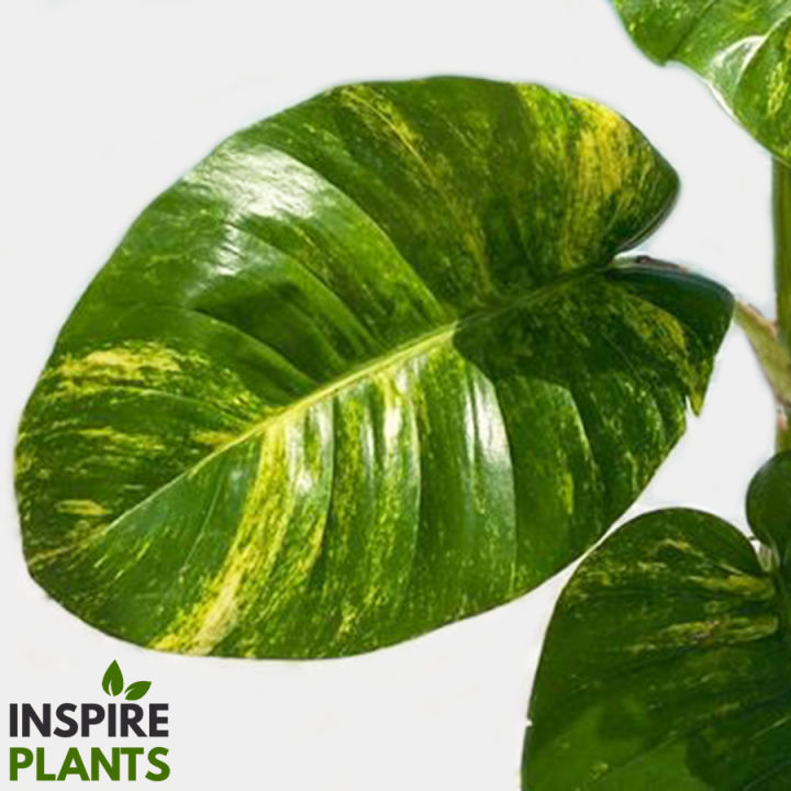 inspire-plants-พลูด่างยักษ์-giant-golden-pothos-ใบสวยมาก-มีทั้งแบบกิ่ง-ต้นใบเล็ก-ต้นใบใหญ่-เลื้อยยิ่งสูงยิ่งใบใหญ่และฉีก