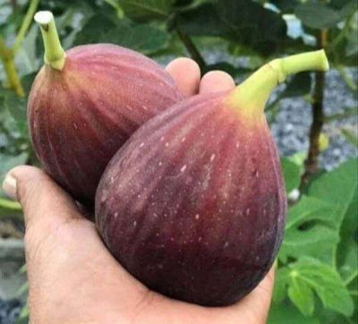 ต้นมะเดื่อพันธุ์ japanBTM6 Figsขนาด 6นิ้ว ลำต้นสูง 45-50 ซม (ทาบกิ่ง)