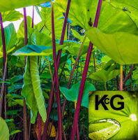 KcG. -บอน ก้านสีม่วง/ชมพู - violett/pink stemTaro  - Colocasia esculenta (L.) Schott, 2 Offshoot ส่ง ฯลฯ ตัด 2 หน่อพืช