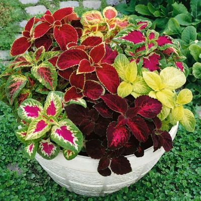 50 เมล็ด เมล็ดพันธุ์ Garden ฤาษีผสม Coleus seed เมล็ดปลูก ตกแต่งสวน อัตรางอก 80-90%