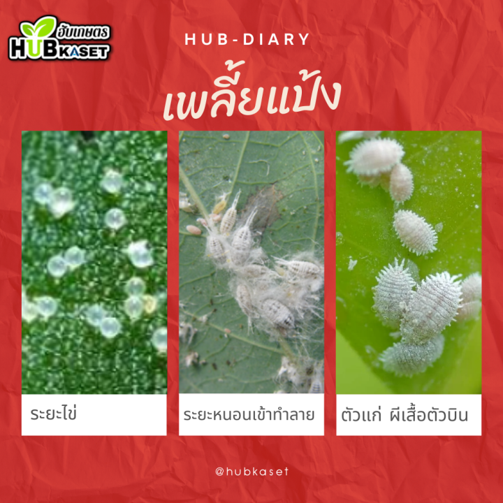 สตาร์เกิลจี-ซองเขียว-100กรัม-ไดโนทีฟูแรน-ป้องกันกำจัดแมลงบนดินและป้องกันกำจัดแมลงใต้ดิน-เช่น-มด-ปลวก-ด้วงดิน