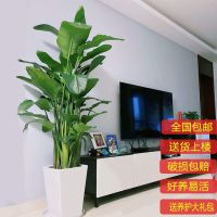 [COD] of potted Nicola strelitzia flower large green plant living room purifies the air real base straight hair