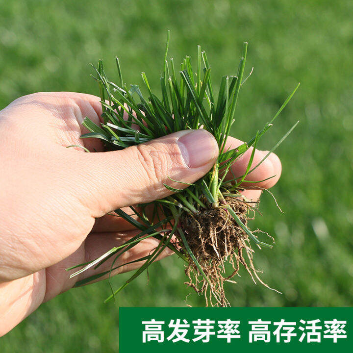 Grass seeds are evergreen all the year round Manila slope protection