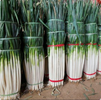 เมล็ดพันธุ์ ต้นหอมญี่ปุ่น 1000+ เมล็ด นำเข้า Japanese Bunching Onion พันธุ์แท้ 100% ซื้อ3แถม1