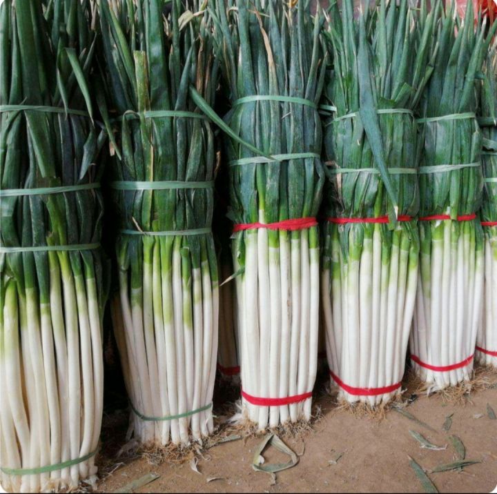 เมล็ดพันธุ์-ต้นหอมญี่ปุ่น-1000-เมล็ด-นำเข้า-japanese-bunching-onion-พันธุ์แท้-100-ซื้อ3แถม1