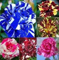 30 เมล็ด เมล็ดพันธุ์ กุหลาบ สตาร์แอนด์สไตร้พส์ Stripes Rose Seed คละสี ดอกใหญ่ นำเข้าจากต่างประเทศ พร้อมคู่มือ เมล็ดสดใหม่