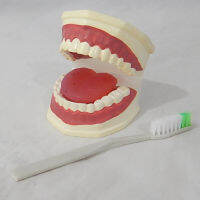 หุ่นจำลองฟันแบบมีลิ้น ขนาดเท่าของจริง ( Life - Size Dental Care with Tongue Model)