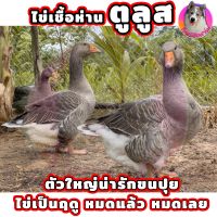 ไข่เชื้อห่านตูลูส 5 ฟอง (โทเลาซ์)มีประกันเชื้อ 2ใบ สำหรับฟัก ห่านสวยงามสายพันธุ์นำเข้า ตัวใหญ่ ขนปุยน่ารัก ไข่เป็นฤดู หมดแล้วหมดเลย