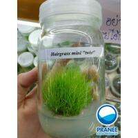 ( Pro+++ )++ Hairgrass Mini twist (แฮร์กลาสมินิทวิสในรูปเนื้อเยื่อขวดแก้ว) ราคาดี ต้นไม้ ฟอก อากาศ กระถาง ต้นไม้ ไม้ ประดับ ต้นไม้ ปลูก ใน บ้าน