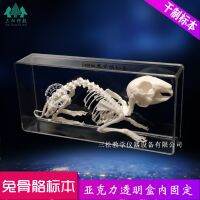 Rabbit skeleton rabbit bone specimen teaching hall research agricultural exhibition hall anatomical study rabbits bone splicing model