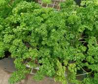 เมล็ดพันธุ์ ผักพาสลีย์  ผักสวนครัว Parsley 40-600 เมล็ด ปลูกง่าย โตเร็ว (10 แถม 1 คละได้)