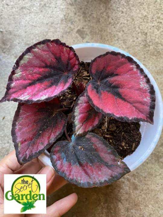 Begonia Red Kiss with FREE plastic pot, pebbles and garden soil (2 ...