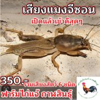 เสียงแมงจีซอน สำหรับต่อ [แถมฟรีเสียงสัตว์5ชนิด] ฟาร์มไก่แจ้ กาฬสินธุ์