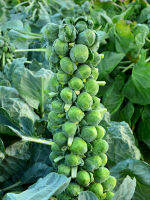 Brussels Sprouts (250-300 seeds) กะหล่ำดาว (250-300 เมล็ด)