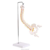 45cm Flexible Human Spinal Column Vertebral Lumbar Curve Anatomical Model Anatomy Spine Teaching Tool Jy23 21 Dropship