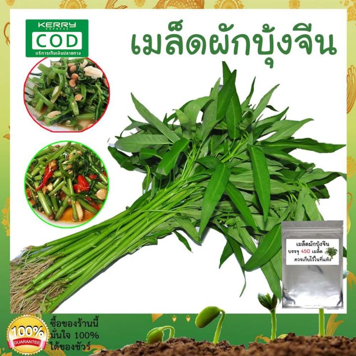 พร้อมส่ง-เมล็ดผัก-ผักบุ้งจีน-450-เมล็ด-เม็ดคัดสรร-ปลูกง่าย-โตเร็ว-กำไรงาม-พันธุ์ผัก