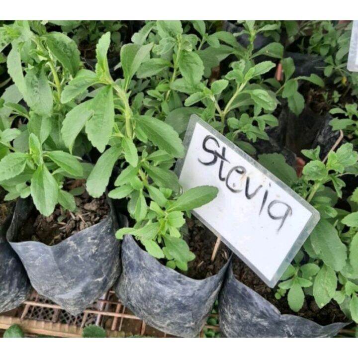 STEVIA STEVIA HERBAL Lazada PH