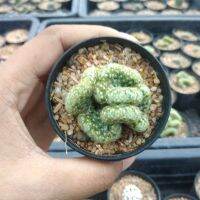 ??แมมนิ้วทองคริสตาต้า ??Mammillaria elongata cristata ไม้ชำหน่อ ขนาด 4-5 ซม. ต้นกระบองเพชร ต้นแคคตัส (แคคตัส กระบองเพชร)