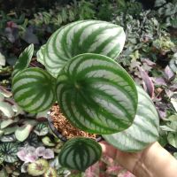 เปปเปอร์โรเมียลายแตงโม Peperomia argyreia (Hook.f.) E.Morren เป็นไม้ประดับอวบน้ำ ไม้ใบลายสวยเป็นเอกลักษณ์ ชอบน้ำปานกลาง แดดรำไร กระถาง5นิ้ว