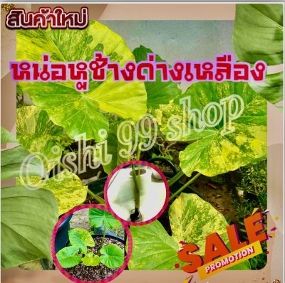 สินค้ามาไหม+++หน่อหูช้างด่างเหลืองแท้ตรงปก รับประกันความด่าง(1หน่อ/แพค)